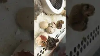 Freizeitpark Geiselwind Kleine Kücken