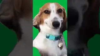 Dog smiling meme Green Screen 