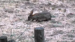 Coelho a passear no jardim perto da IC19