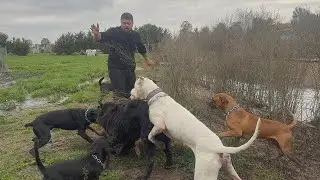 Апполон, Эскобар и Тайсон разошлись не на шутку! Еле разнял! Мазлум Баба в деле