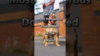 Top 10 Most Dangerous Dogs Breed In The World #shorts #facts