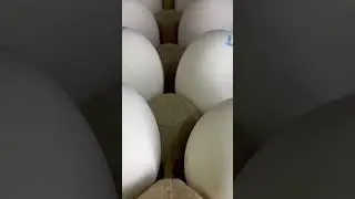 Asmr#Balot#shot#viralvideo