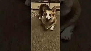 Корги попрыгун 