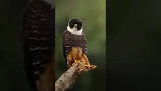 🦅