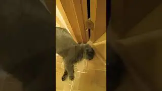 Шотландский вислоухий Мотяня 🐉. 