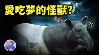 一個神用碎片創造的動物，成了人間愛吃惡夢的怪獸！【地球旅館會員頻道】