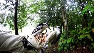 Ewan Dobson - Male Hairy Woodpecker feeding offpsring [Jul-13-2019]
