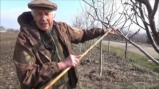 Совет по формированию кроны для Козаченко А.А. На примере первого дерева демонстрационного участка