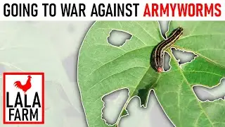 Leaf Eating Garden Pest | Neem Oil Application