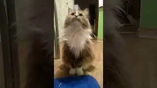 Нет я не белая пушистая