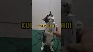 MENGHERANKAN KUCING INI PAHAM DIALOG MAJIKANNYA