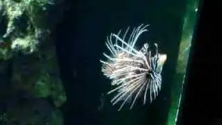 Rotfeuerfische, Zoo Schönbrunn
