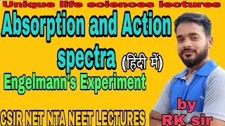 Action and absorption spectra in photosynthesis in hindi | Engelmann's experiment in hindi || NEET
