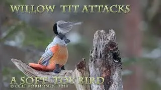 Small bird’s violent attacks against a much bigger  soft toy bird