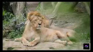 Lion Video / No Copyright