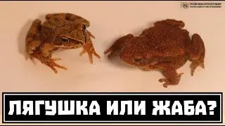Frog and Toad: Comparing and Learning to Distinguish // Clever Cricket