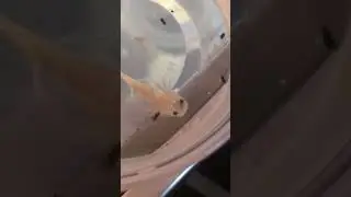 Creepy (but cool)  how you can see the food moving in its head. #axolotl