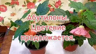 Абутилоны. Цветение новинок.