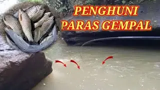 sorri yeee || MANCING MELEM KELAPARAN || TEKNIK NUTUL MEMANG SYAHDUUU🤣