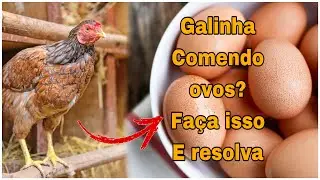 como fazer galinha parar de comer ovos, siga essa dicas