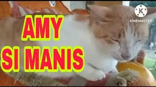 KUCINGNYA SI GENDUT DUDUK SANTAI