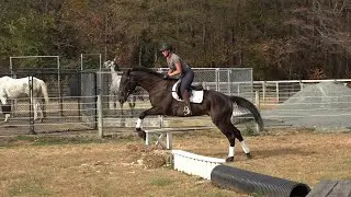 Sir Daniel first jumps 11 1 24