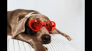 The Ugly Truth  Designer Dog Breeds Unleashed