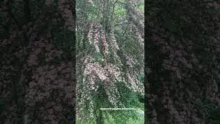 🌺🌺🌺