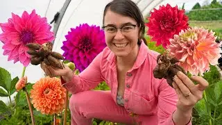 150 New Dahlias and a Strange Plan