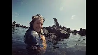 Los Tuneles Tour: Swimming With Sharks, Sea Turtles, Sea Horses and Penguins
