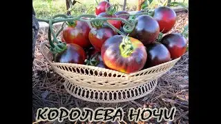 КОРОЛЕВА НОЧИ