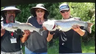 ANOTHER 'BIG' ... STRIPER TROLLING!
