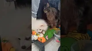 Friends🐈‍⬛🐕 #шортс #animals #тикток #животные #tiktok #топ #рек #instagram #cat #dog #рекомендации