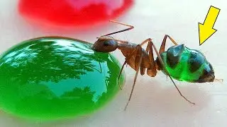¡PINTE A MIS HORMIGAS DE VARIOS COLORES!