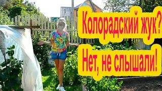 Как я спасла картошку от колорадского жука