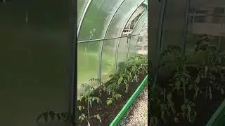 КОГДА НАКОНЕЦ-ТО ВЫСАДИЛА РАССАДУ ПОМИДОР😂😂😂