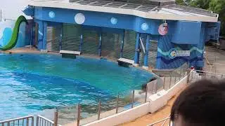 Ocean Park Hong Kong | Dolphin Show Part 1 | Dolphin Explorations