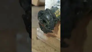 Australian Stingless Bee Hive Tetragonula Mellipes  Darwin N.T Hive Eduction to Viewing Hive