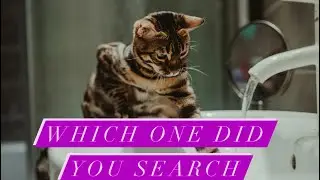 Top 10 most searched google cat questions