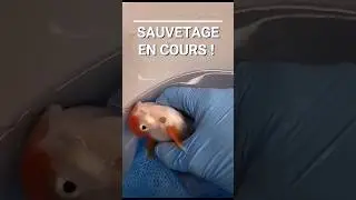 le pou de la carpe 😱 sauvetage d'un poisson japonais parasité par un argulus !