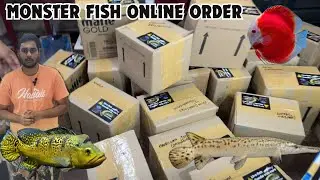 How to order fish online? Unboxing and packing alligator gar discus peacock bass| btaqua Coimbatore