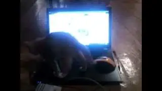 Котик и ноутбук
