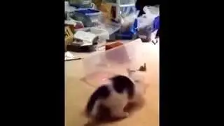 кот попался в ловушку.прикол