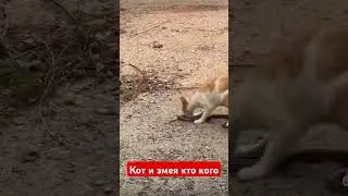 кот поймал змею