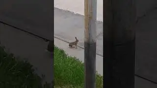 Зайцы в городе. 