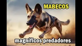 Feras da África - Desvendando os Mistérios dos Cães Mabeco