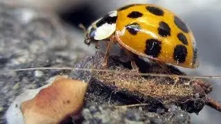 Ladybug meets Spider, lives to tell the tale