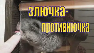 ШУША НА МЕНЯ РУГАЕТСЯ /ЗЛЮЧКА ПРОТИВНЮЧКА