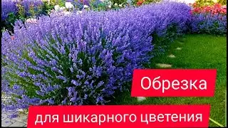 Лаванда. Правильная обрезка для шикарного цветения.