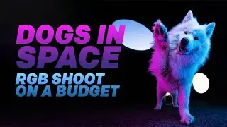 Could this be my most colourful dog photo shoot yet?